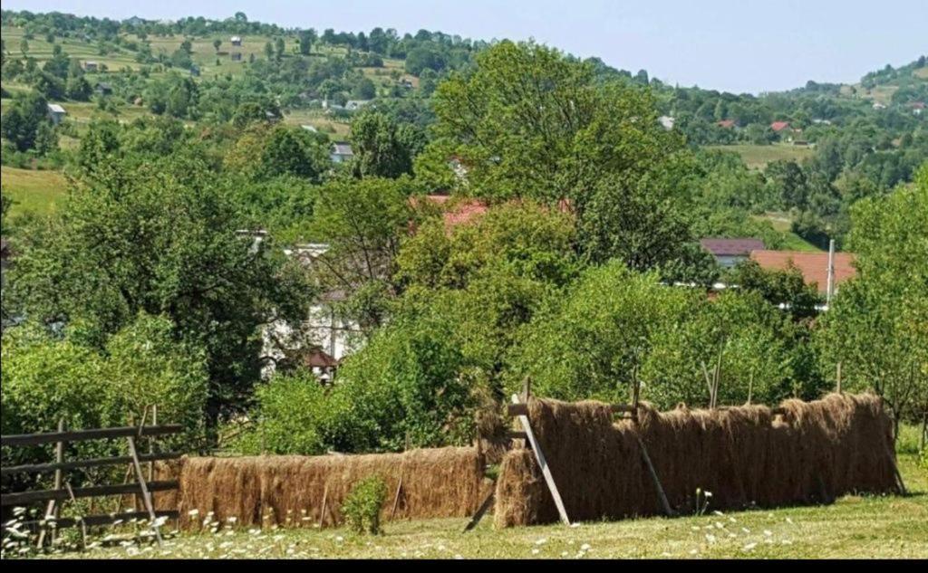 Pensiunea Trei Lalele Moisei Dış mekan fotoğraf